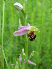 Ophrys apifera