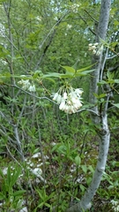 Styracaceae