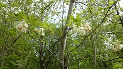 Styracaceae