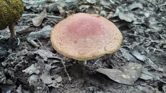 Boletus harrisonii
