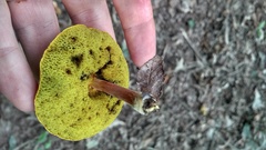 Boletus harrisonii