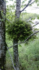 Magnoliopsida