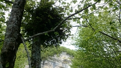 Magnoliopsida