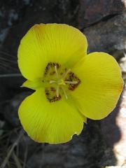 Calochortus concolor