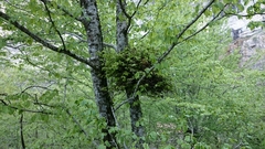 Magnoliopsida