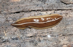 Newzealandia