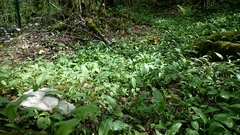 Allium ursinum