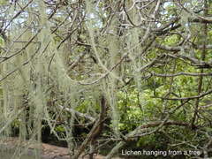 Ramalina usnea
