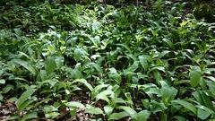 Allium ursinum