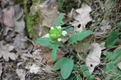 Prunella laciniata