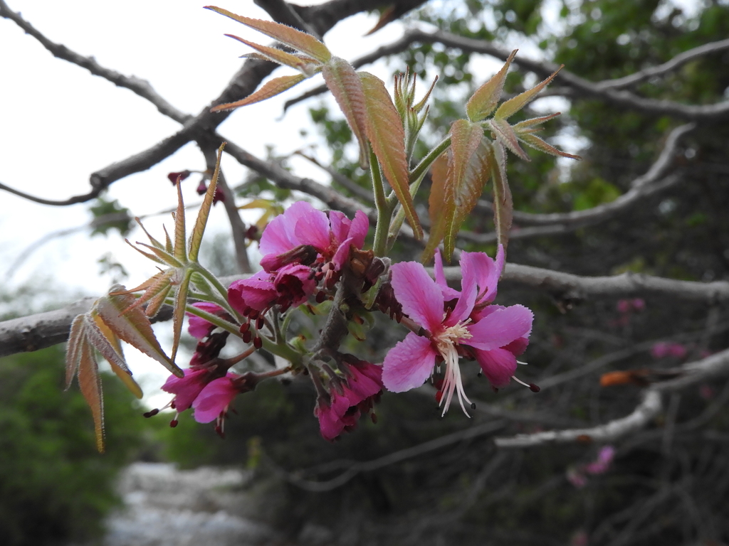 Mexican Buckeye in the garden