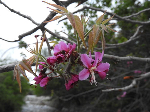 Ungnadia speciosa