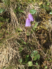 Soldanella pusilla