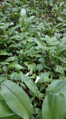 Allium ursinum