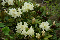 Rhododendron caucasicum