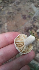 Lactarius subplinthogalus