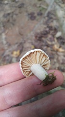 Lactarius subplinthogalus