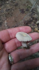 Lactarius subplinthogalus