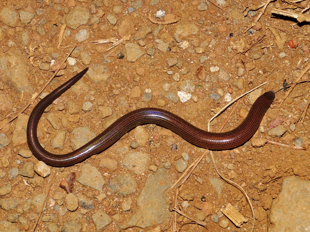 Stone Skink