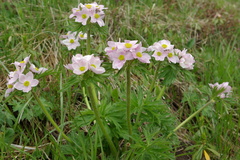 Anemonastrum fasciculatum