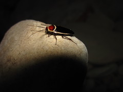 Pseudomops septentrionalis