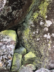 Chrysothrix chlorina