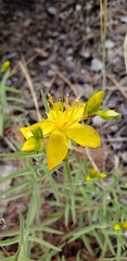 Hypericum concinnum