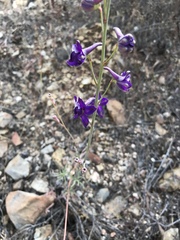 Delphinium parishii subglobosum