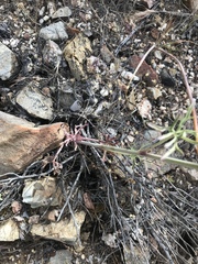 Delphinium parishii subglobosum