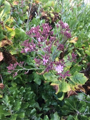 Munzothamnus blairii