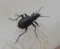 Calosoma inquisitor