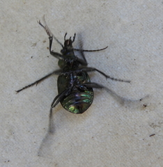 Calosoma inquisitor