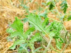 Phacelia floribunda