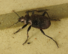 Calosoma inquisitor