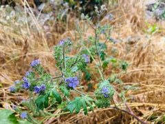 Phacelia floribunda