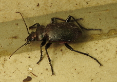 Calosoma inquisitor