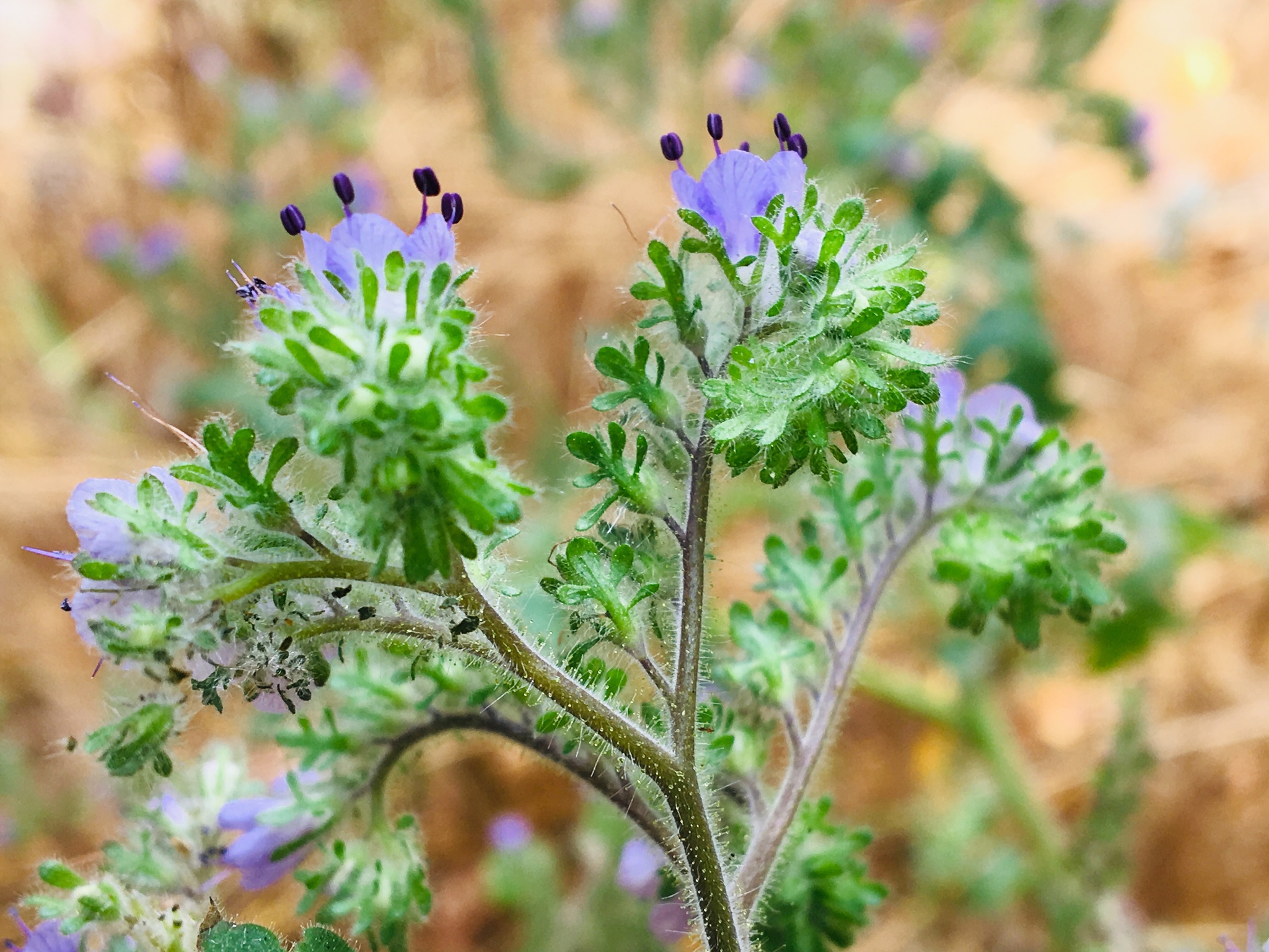 Phacelia floribunda