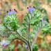Many-flowered Phacelia - Photo (c) Vincent Weber, some rights reserved (CC BY-NC), uploaded by Vincent Weber