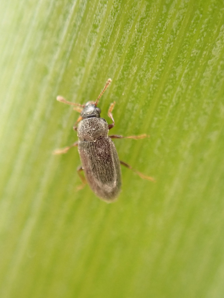 Telmatophilus brevicollis