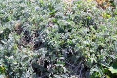 Astragalus miguelensis