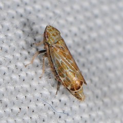 Latalus
