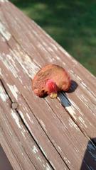 Chalciporus pseudorubinellus