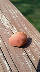 Chalciporus pseudorubinellus