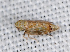 Latalus