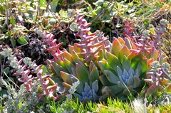 Dudleya greenei