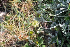 Astragalus miguelensis
