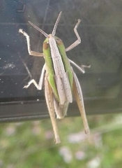 Acrididae