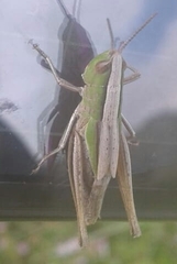 Acrididae