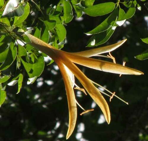 Ceiba schottii, photograph 5