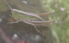 Acrididae